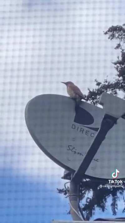 Woodpecker and a satellite dish