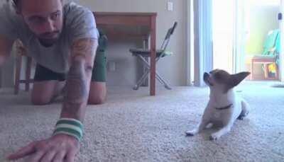 Here’s a good boy doing yoga in Italian