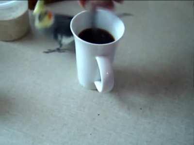 Birb helps human STIR