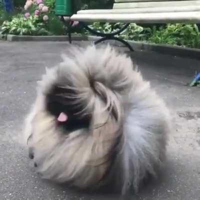 Furrball Dog