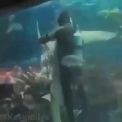 O Tubarãozinho dançando cellFofo