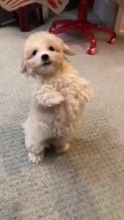 My smol, not-adult derpy son.