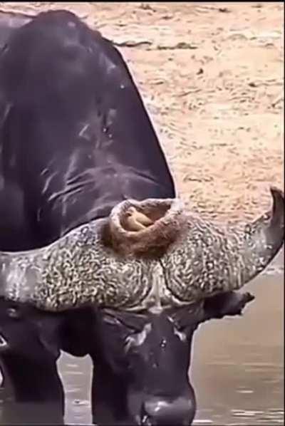 Bird builds nest on a live Caribou. 