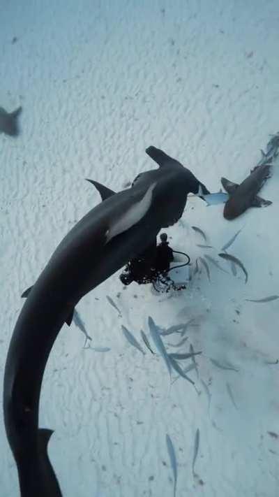 4.5 meter hammerhead approaches human vending machine. Nurse sharks remain super patient