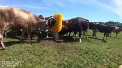 Cows are supervising a cow brush installation