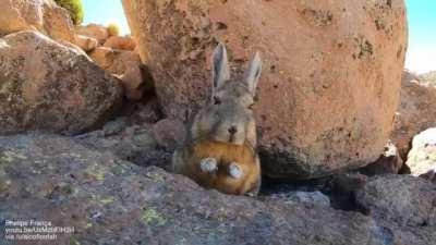 Viscacha are rodents native to South America. They look like rabbits due to convergent evolution.