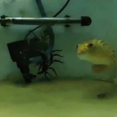 Hungry puffer fish