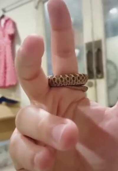 MaN cRuShEd AlIvE bY tErRiFyInG sErPeNt