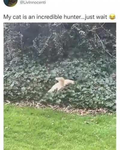 to hunt