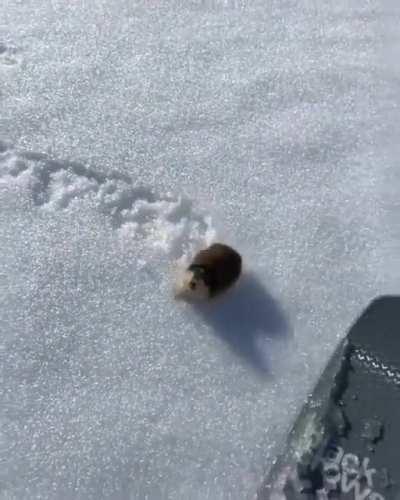 🔥 A skier encountering a highly territorial lemming on the slopes 🔥