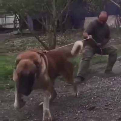 “He’s just tryin’ to say hi, he’s friendly!”