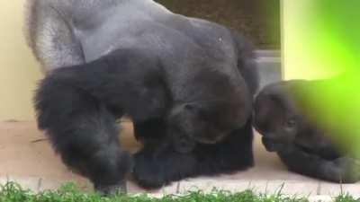 Silverback and his son, calmly observe a caterpillar.