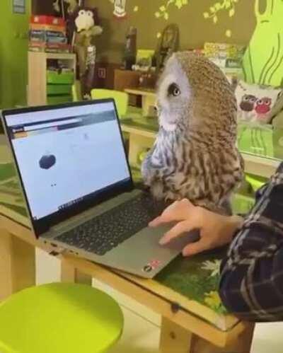 An owl behaving like a cat