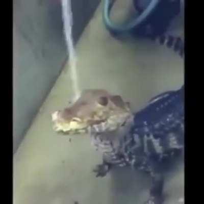 yacare que no es otaku