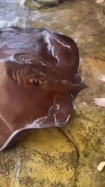 Majestatic ocean flap flap.