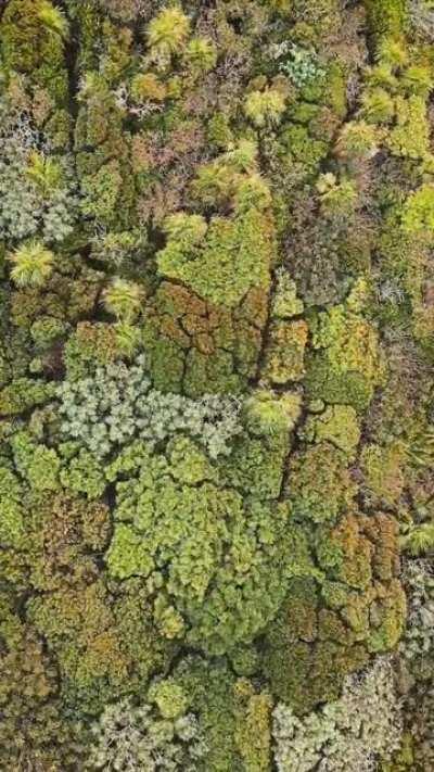 Some swaying trees in all different shades of green