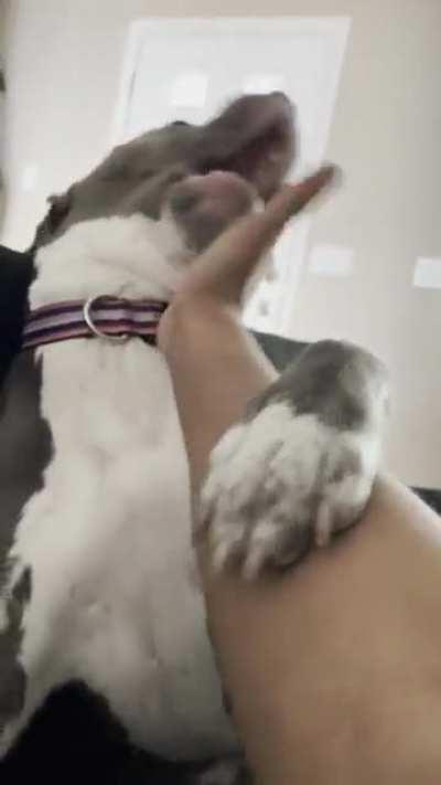 Vicious pit bull attacks human’s aerial hand assault