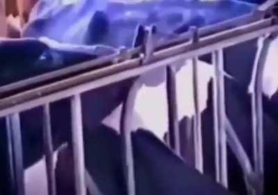 This cow deserves a medal for Effort.