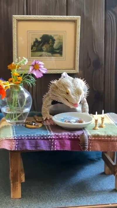 Lizard enjoys Dinner