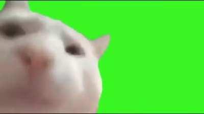 Cat vibing Green screen