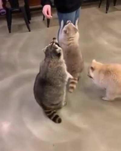 Ring around the Rosie, we all fall down...