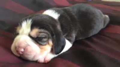Beagle puppy barking in his sheep