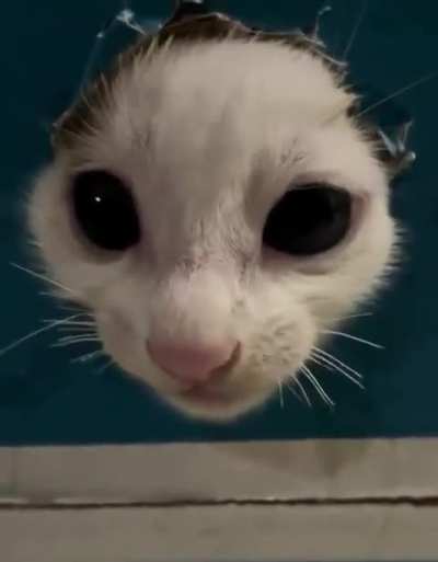 cat of ther day 690 fun hole