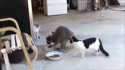 To teach the kittens a trick