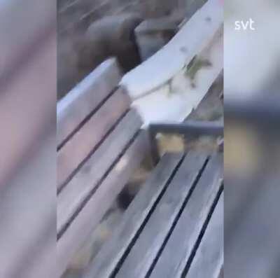 Hey look, a bus crash! <proceeds to run with camera at side>