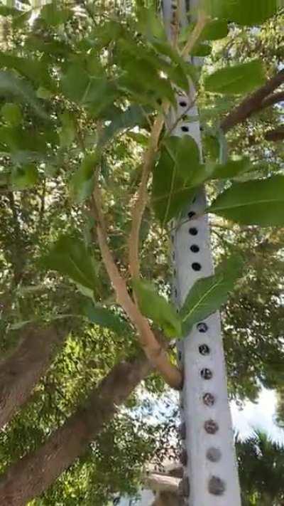 Tree grows THROUGH street sign