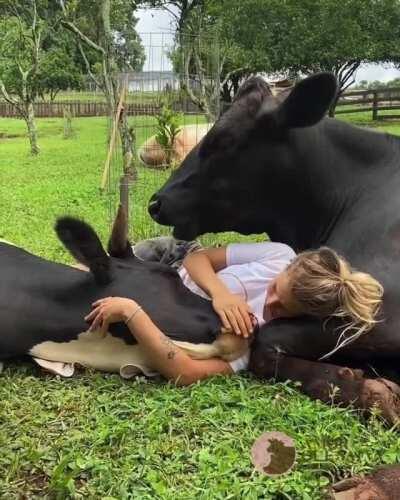 Caretaker hanging out with two of the cows she helped rescue at Santuário Amor que Salva