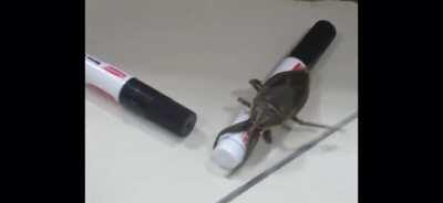 He really need a female bug..