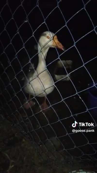 something wunky this way comes