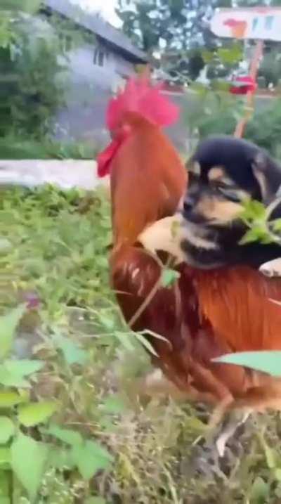 Look Ma, I got my first level 1 mount!