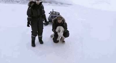 How does it happen that baby seals always end up in the middle of the ice with no water in sight, completely alone? 