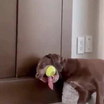 Ruff day at the park...