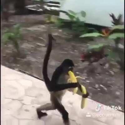 Macaco