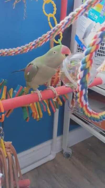 Borb.exe has stopped responding