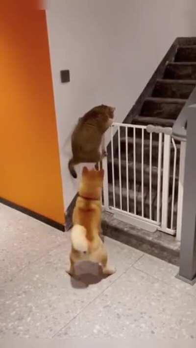 Fat cat getting bullied by a dog.