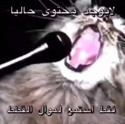 Newest rapper of Saudi Arabia. Haram cat11!1!