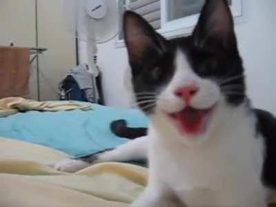 Котёнок, воспитанный собакой