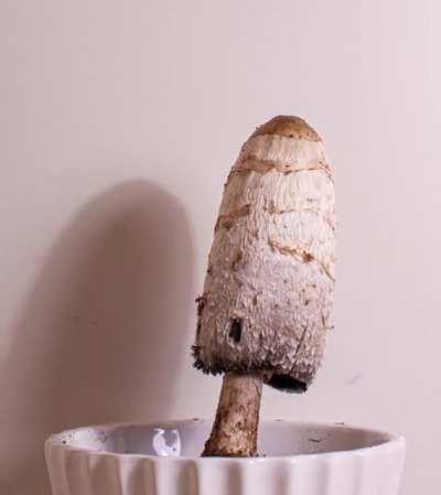 I made a timelapse of this Shaggy ink cap.