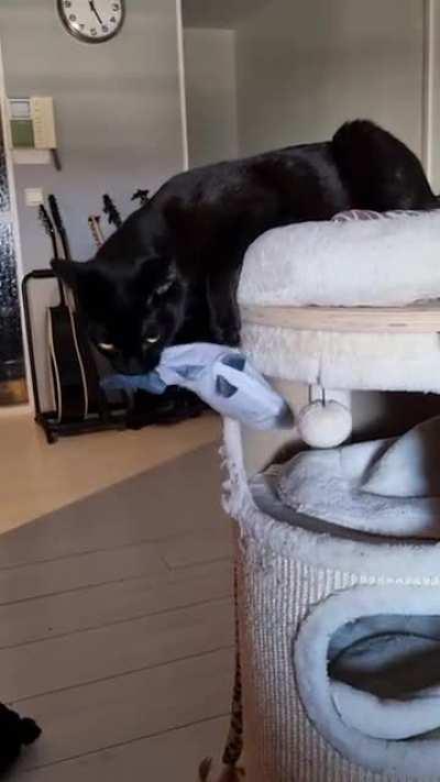 Touch tha moving fishy!