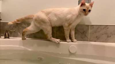 My derpy boy’s catculations are off by a few decimals.