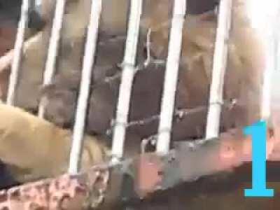 WCGW - taking a selfie with a lion !