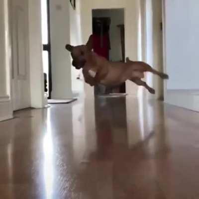 Zoomies Recorded On A Slippery Surface With Pupper Moving At Top Speed.