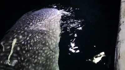 Whale shark after dark.