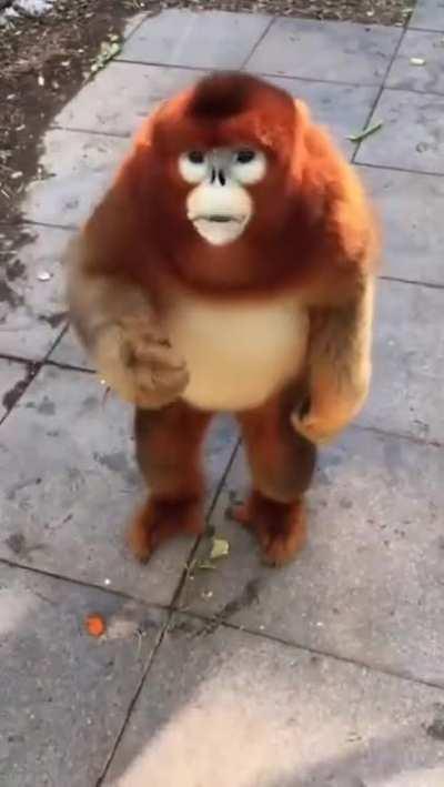 He's pretty cute ngl..