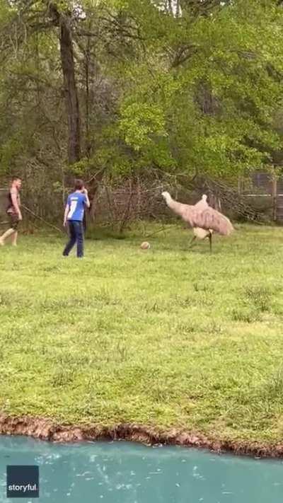 Soccer with emus