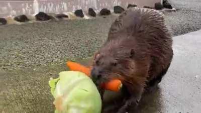 I'll do it in one trip if it kills me